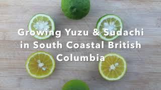 Growing Yuzu and Sudachi in South Coastal British Columbia