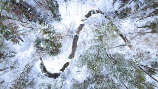 Над верхушками сосен сквозь снегопад. Зимний лес глазами птиц (drone video)