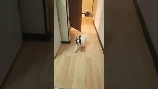 Французский бульдог. French bulldog