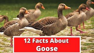 12 Facts About Goose | Global Facts