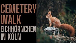 Cemetery Walk #3 (& Talk) - Squirrels photographing Melaten Cemetery Cologne with the Nikon Z8