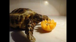 Черепаха ест цветок из Абрикоса! The turtle is eating the apricot flower! Черепахи Tortoise Turtles