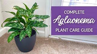 The Ultimate Guide to Caring for Aglaonema | Chinese Evergreen Houseplant Care