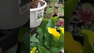 Calla lily yellow A standout in both size and color Millennium Gold Hybrid Calla