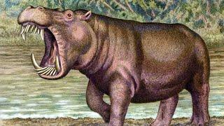 The Evolution of the Hippopotamus