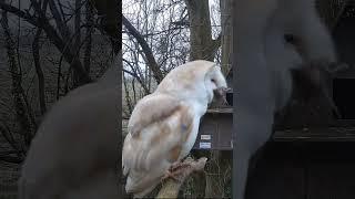 Down the hatch #somerset #owl #wildlife #barnowl