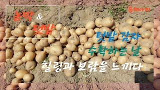 텃밭 감자 수확과 힐링 Garden Potato Harvesting and Healing