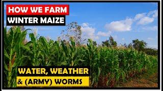 Winter Maize Farming in Zambia: Our Guide To A Successful Crop