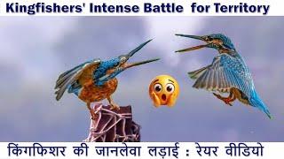 Epic Battle of Kingfishers: Who Will Rule the Waters? दो किंगफिशर की लड़ाई | Kingfisher ki ladai |