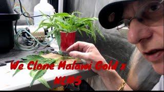 Cloning Malawi Cannabis Strain