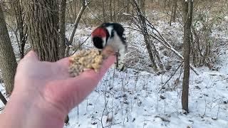 Hand-feeding Birds in Slow Mo - Northern Cardinal, Downy Woodpecker, Tuftie, Nuthatch