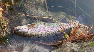 My first catch of 2021! Trout fishing at Lake Camanche. HAPPY NEW YEAR!