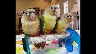 6 week old Baby Pineapple Green Cheek Conures