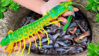 Catching Mantis Shrimp In Colorful Surprise Egg, Full Red Guppy, Full Gold Guppy, Full Black Guppy