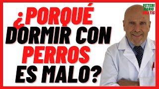 Diseases Transmitted by SLEEPING with DOGS IS SLEEPING with DOGS in the BED BAD? 
