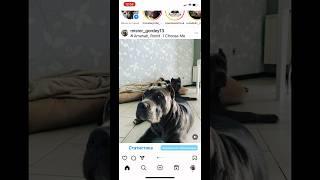 Мечта #dogs #bullys #sleep #meditation #relax #собаки #медитация #чиллаут #сон #отдых #дети #релакс
