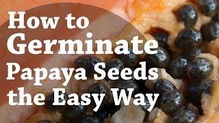 How To Germinate Papaya Seeds the Easy Way (TCEG Episode 2)