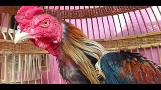 AYAM BANGKOK WIDO VIRAL BIKIN BANGGA