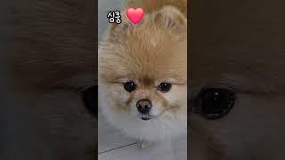 오수를 즐긴 후 심쿵 #animal #cute #dog #funny #puppy #강아지 #강아지영상 #심쿵 #심쿵이 #포메라니안