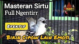 Burung Cipow Gacor Full Mriwit/Ngentir