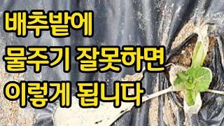 배추밭에 물주기 잘못하면 이렇게 됩니다 - 물주는 시간은? 물주는 방법은?