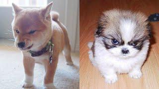Angry  Funny Dogs And Cats of TikTok || Cute || angry Pet videos  || Social Influencers
