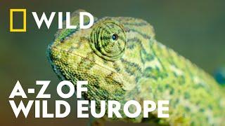 The A-Z Of Wild Europe | Wild Europe | National Geographic WILD UK