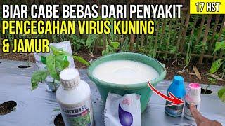 BIAR CABE BEBAS PENYAKIT & BEBAS JAMUR..!! SEPRAY FUNGISIDA, INSEKTISIDA, DAN NUTRISI DAUN