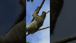 Sloth's dinnertime rush #sloth #panama #discoverwildlife #robertefuller #wildtravel