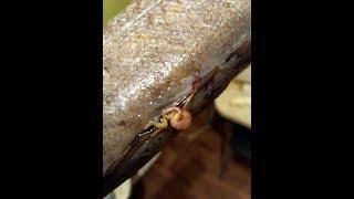 Паразиты в рыбе Хек Parasites in fish Hake