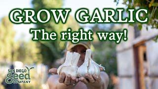 Want to Grow Garlic? All You Need To Know About Sourcing, Vernalization, Planting & Harvesting