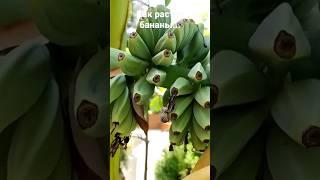 Как растут бананы