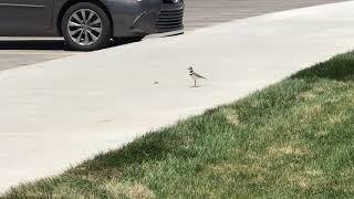 Ridgeline Road Runner