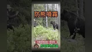 【拍攝驚魂】男子野外拍攝驚魂遇棕熊，噴霧神技驅熊成功#animal #animals #wildanimals #wildlife #動物世界 #nature #wild #獅子#野生