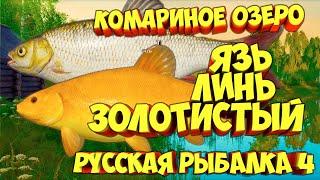 русская рыбалка 4 - Язь Линь золотистый озеро Комариное - рр4 фарм Алексей Майоров russian fishing 4