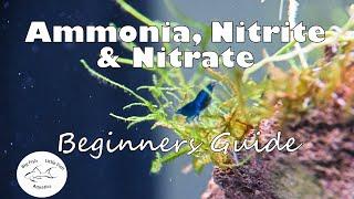 Ammonia, Nitrite and Nitrate | Beginners Guide