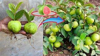 How To Propagate and Graft Guava trees to produce large fruits  How To Grow Guava Tree