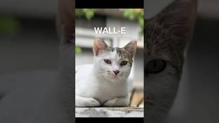 Meet Wall-E of the Hotel Clan.