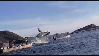 SORPRENDE BALLENA A TURISTAS DE TOPOLOBAMPO, SINALOA