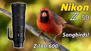 Nikon Z50 Songbird Photography 180-600 NIKKOR Telephoto Zoom Lens!