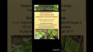 подкормка рассады огурцов