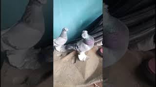 #pigeon #tauben #golubi #golub #птицы #птица #tauben #kabootar #qushlar #tomosha #reels #rek #bird