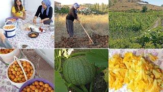 dolu dolu vlogla geldim dolaba çiçek attım hacerle bağdan 3 kova kayısı çırptim. karalı balkonda