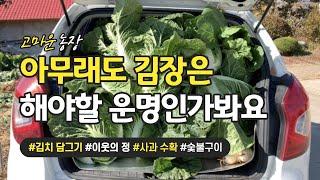 김장인 듯, 김장 아닌, 김장 같은 이 기분 - 고마운 농장