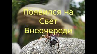 Появился на Свет Внеочереди.