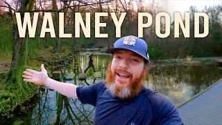 Awesome SHORT 1 Mile Hike At Beautiful Walney Pond in Chantilly | Best Parks In Fairfax County