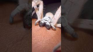 Spiders Biting Down! 