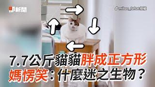 7公斤肥貓胖成正方形　媽愣笑：什麼迷之生物｜寵物動物｜貓咪｜精選影片