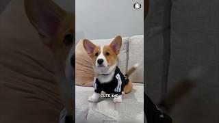 Corgi  Surprising Facts About Corgis!