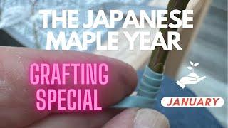 Winter Japanese Maple Gardening Checklist: January Grafting Special